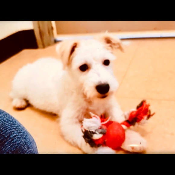 My Fab Four legged babies! Thanks for stopping by! - Picture 8 of 9